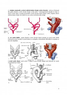 Dezvoltarea arcurilor arteriale aortice - Pagina 4