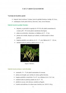 Standarde de calitate și caracterizarea economică și nutritivă a fasolei-păstăi - Pagina 5