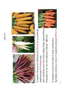 Morcovul și sfecla roșie - Pagina 4