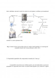 Melcii din genul Conus - Pagina 5