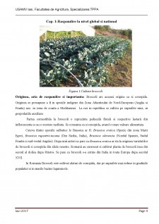 Standarde de calitate și caracterizarea economică și nutritivă la broccoli - Pagina 4