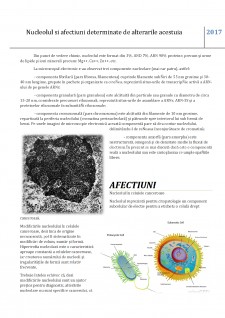 Nucleolul și afecțiuni determinate de alterările acestuia - Pagina 3