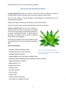 Реферат: Plants Essay Research Paper Life science7th grade