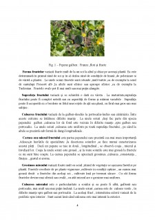 Standarde de calitate și comercializare pentru pepenele galben - Pagina 4