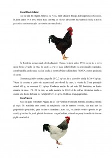 Căi de creștere a producției și a eficienței în creșterea păsărilor de carne - Pagina 4