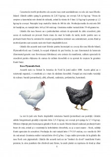 Căi de creștere a producției și a eficienței în creșterea păsărilor de carne - Pagina 5