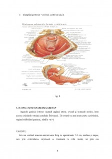 Nașterea fiziologică - Pagina 4