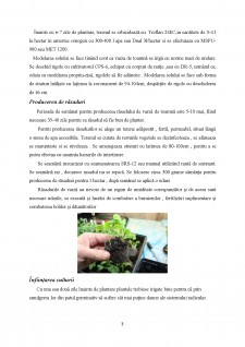 Tehnologii de cultivare și recoltare pentru varza de toamnă și cartoful timpuriu - Pagina 3