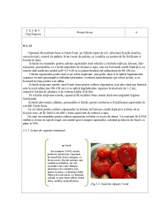 Depozitarea frigorifică a căpșunilor - Pagina 5