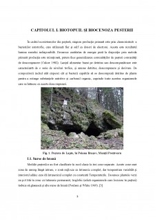 Ecosistemul unei peșteri - Pagina 3