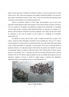 Ecosistemul unei peșteri - Pagina 5