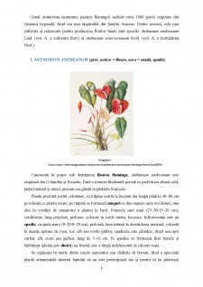 Floricultură - Anthurium Andreanum - Pagina 3