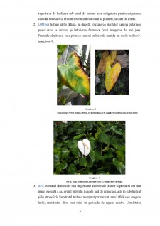 Floricultură - Anthurium Andreanum - Pagina 5