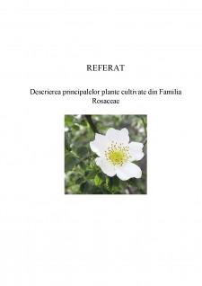 Descrierea principalelor plante cultivate din Familia Rosaceae - Pagina 1