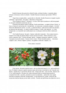 Descrierea principalelor plante cultivate din Familia Rosaceae - Pagina 2