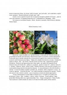 Descrierea principalelor plante cultivate din Familia Rosaceae - Pagina 3