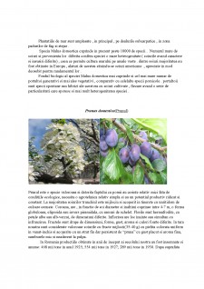 Descrierea principalelor plante cultivate din Familia Rosaceae - Pagina 4