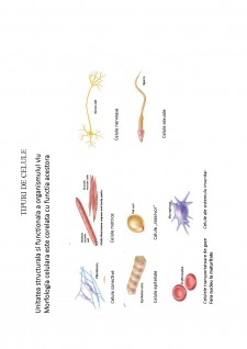 Suport de curs biologie celulară - Pagina 3