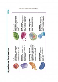 Suport de curs biologie celulară - Pagina 6
