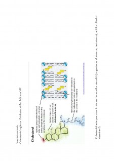 Suport de curs biologie celulară - Pagina 9