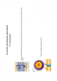 Suport de curs biologie celulară - Pagina 20
