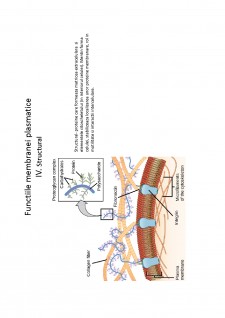Suport de curs biologie celulară - Pagina 22