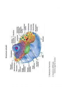 Suport de curs biologie celulară - Pagina 24
