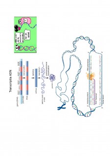 Suport de curs biologie celulară - Pagina 29