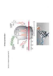 Suport de curs biologie celulară - Pagina 30
