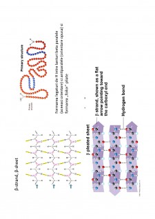Suport de curs biologie celulară - Pagina 41