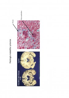 Suport de curs biologie celulară - Pagina 45