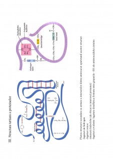 Suport de curs biologie celulară - Pagina 46