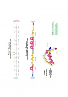 Suport de curs biologie celulară - Pagina 47