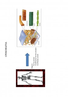 Suport de curs biologie celulară - Pagina 52