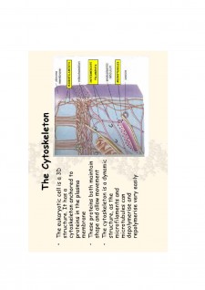 Suport de curs biologie celulară - Pagina 53