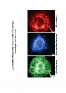 Suport de curs biologie celulară - Pagina 54