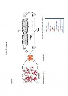 Suport de curs biologie celulară - Pagina 56