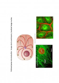 Suport de curs biologie celulară - Pagina 65