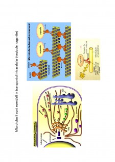 Suport de curs biologie celulară - Pagina 67