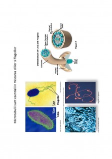 Suport de curs biologie celulară - Pagina 69