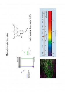 Suport de curs biologie celulară - Pagina 84
