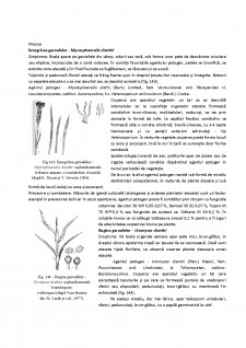 Bolile plantelor floricole - Pagina 3