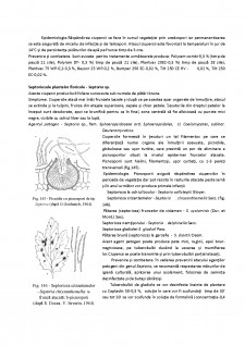 Bolile plantelor floricole - Pagina 4