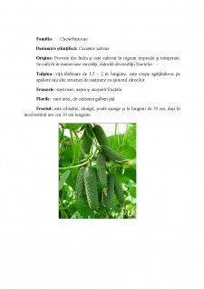 Tehnologia de cultură în sistem ecologic a castraveților (Cucumis sativus) în seră - Pagina 2