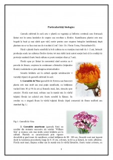 Dianthus - Pagina 4