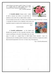 Dianthus - Pagina 5