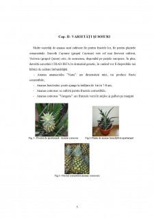 Ananas - Pagina 5