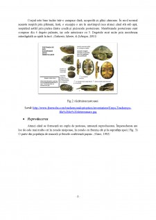 Biologia, ecologia și răspândirea speciei Emys Orbicularis - Pagina 2