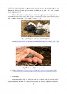 Biologia, ecologia și răspândirea speciei Emys Orbicularis - Pagina 4