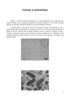 Infecția cu Ornithobacterium rhinotraheale - Pagina 3